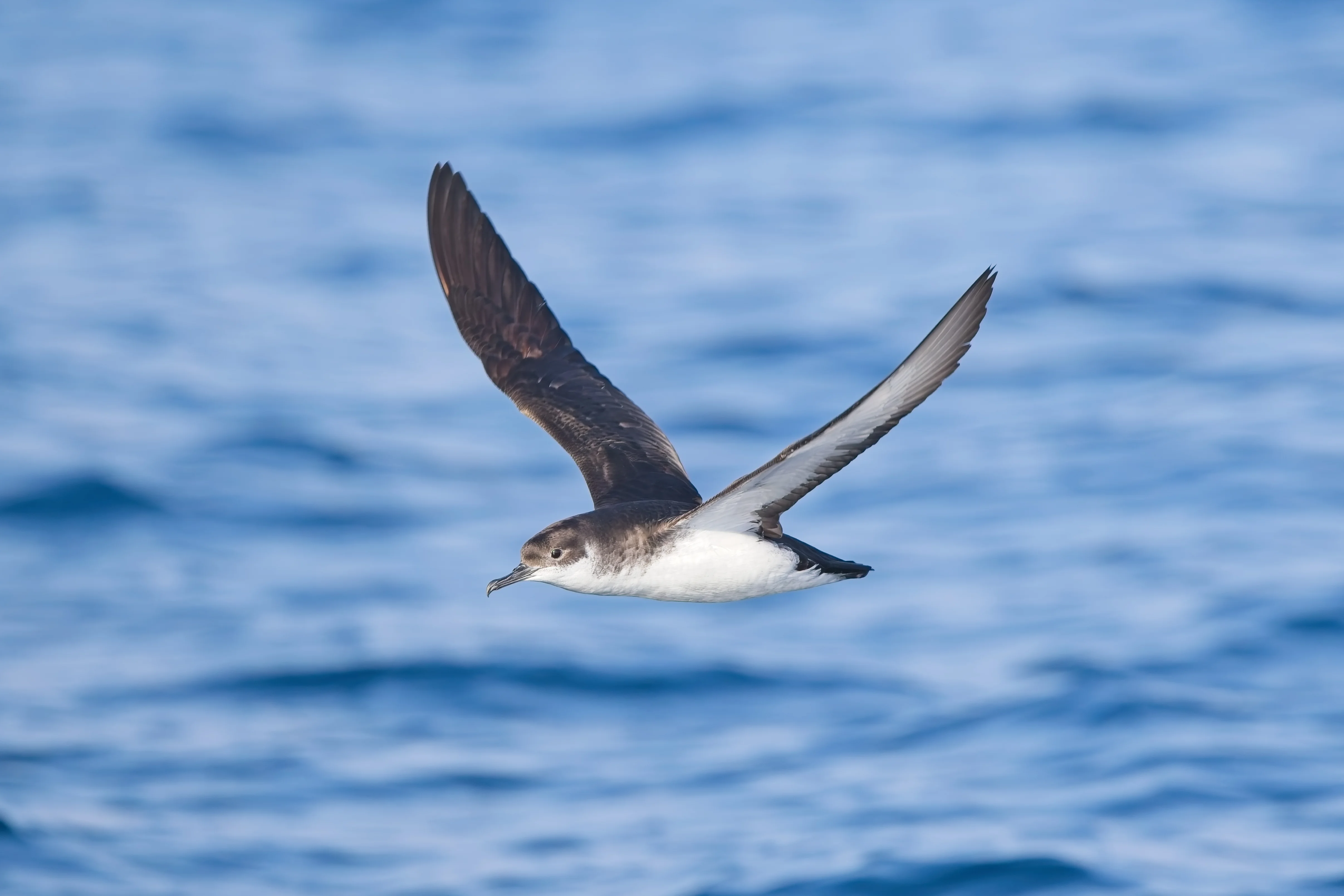 Manx shearwaters race back to their nests after spending weeks hunting at sea. New research suggests they get jet lagged on their journey home.