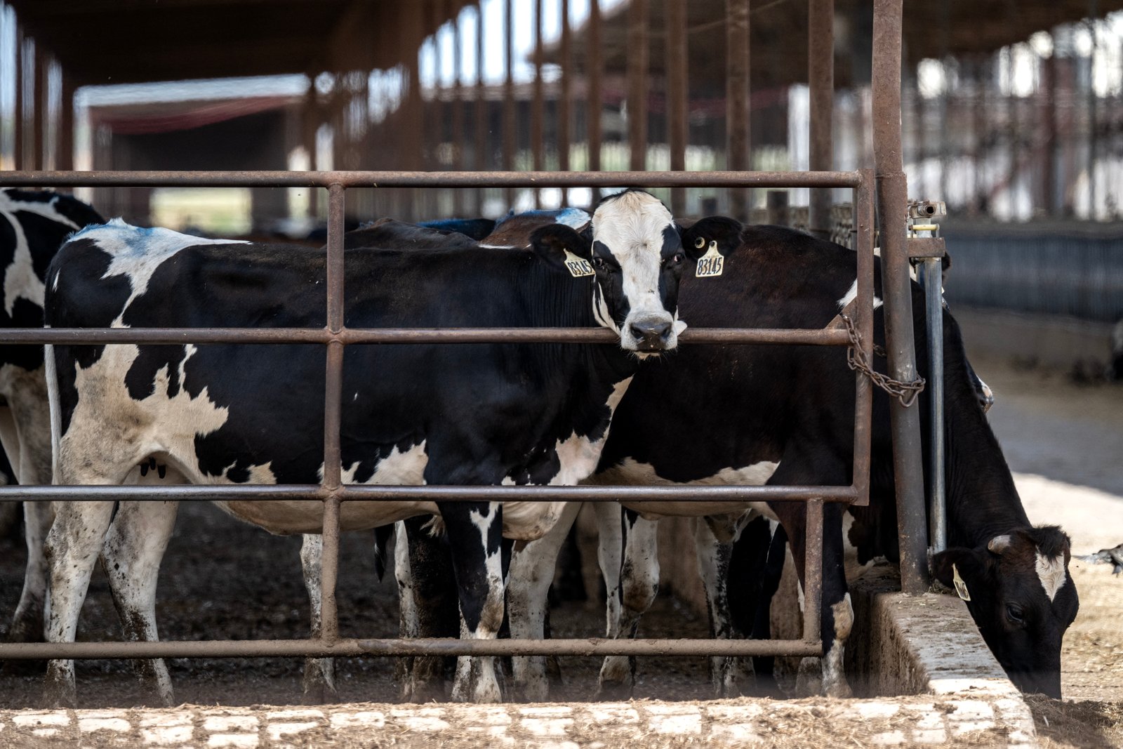 Cattle feed at a ranch in Dublin, Texas, on September 11, 2026.