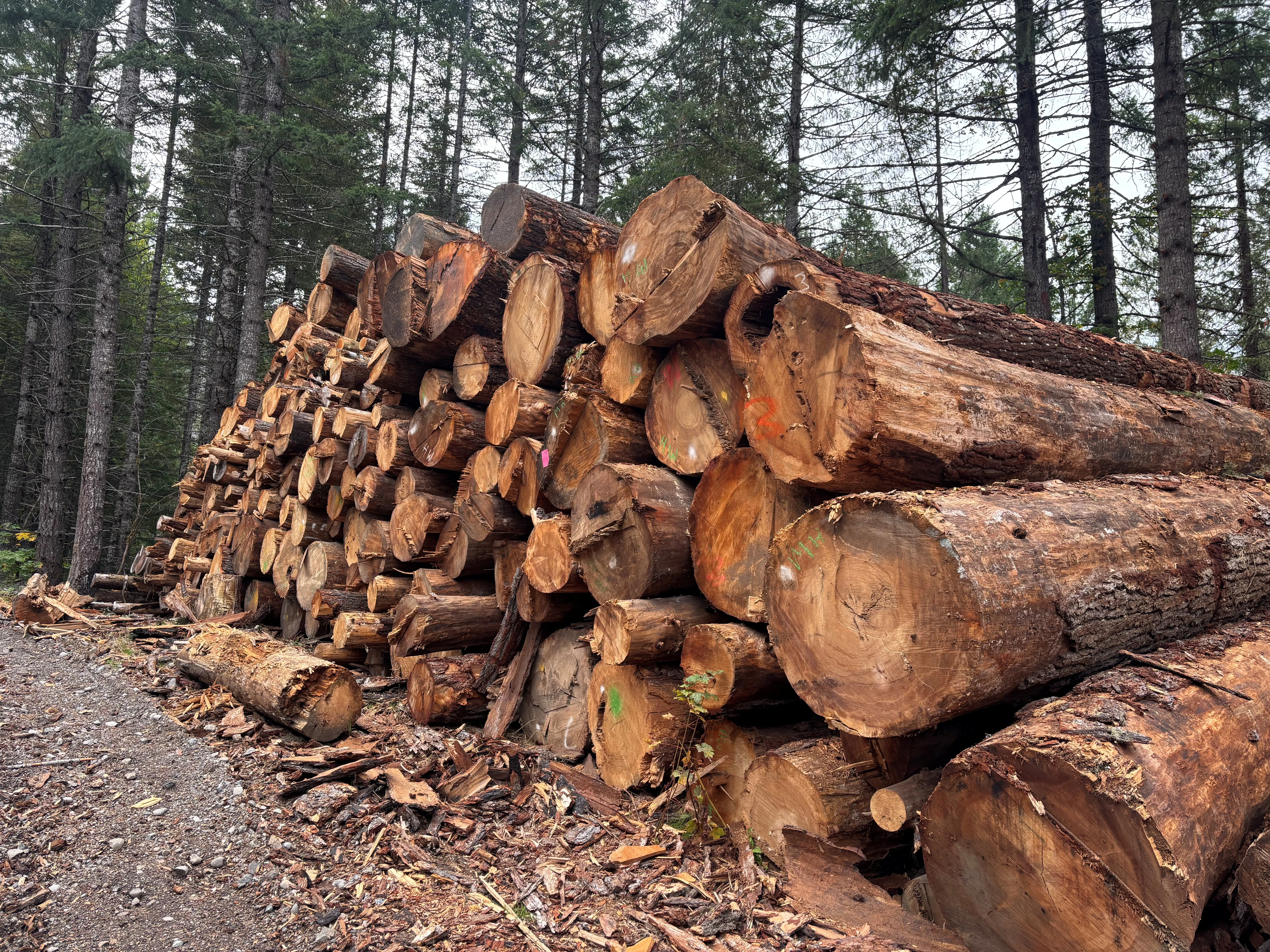Logs from a salvage timber sale after a recent wildfire in the Willamette National Forest in Oregon.
