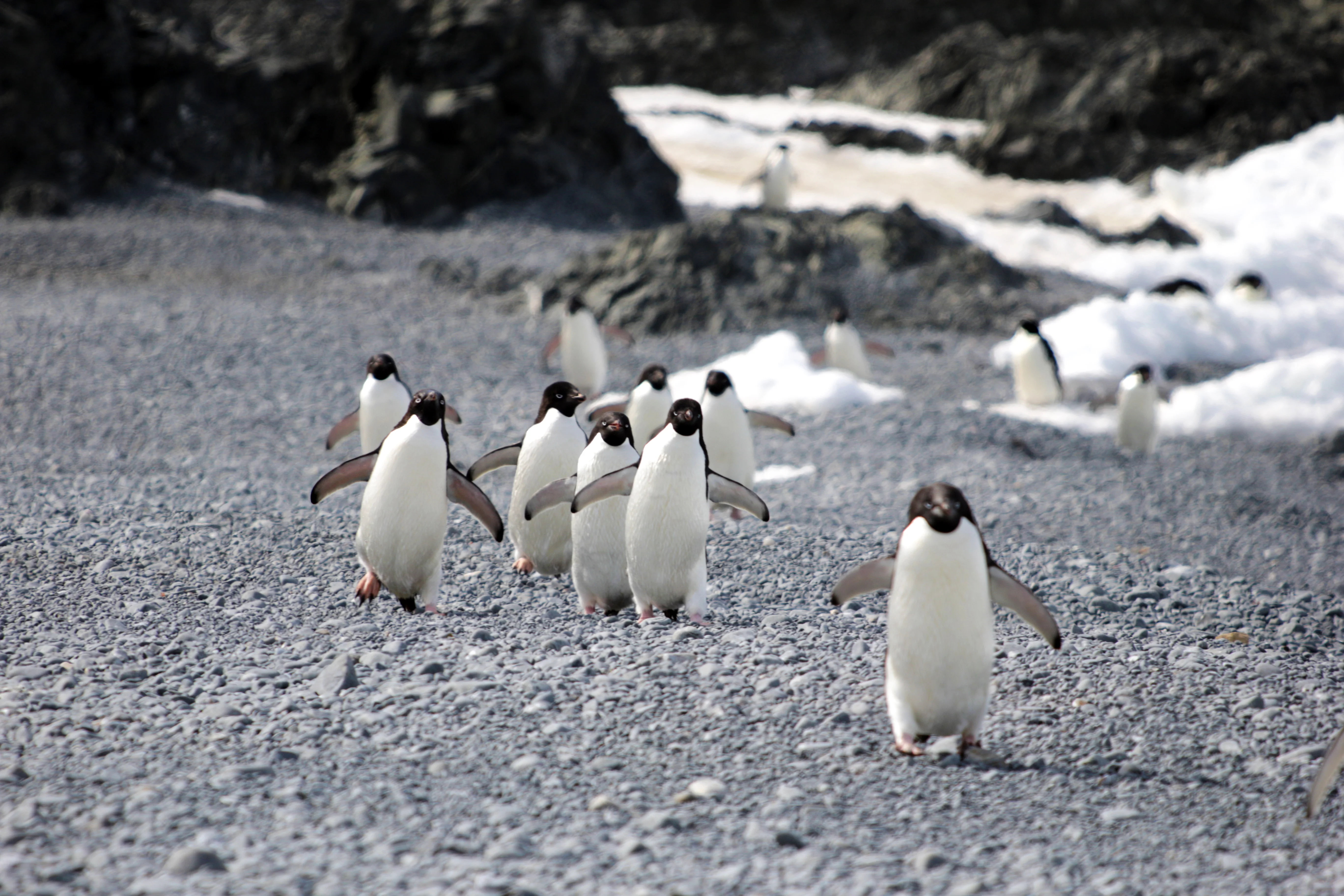 A small group of Adélie penguins return to their colony. A mega-colony of these penguins was hit by a big die-off in early 2024.