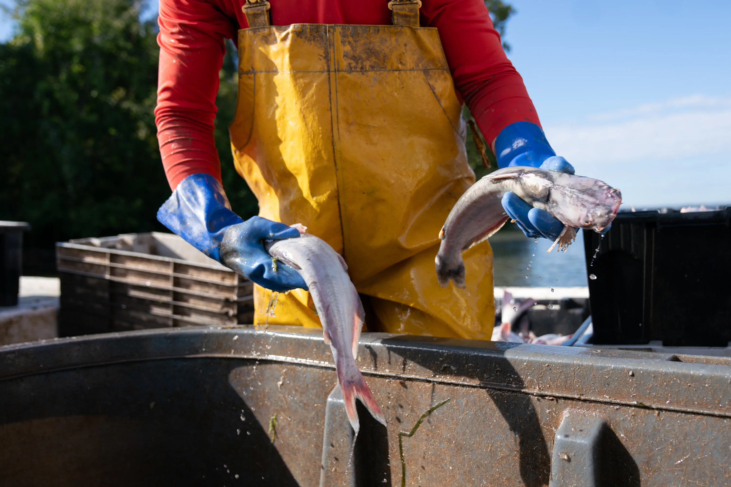 Invasive blue catfish are a problem in the Chesapeake Bay and its tributaries, preying on native seafood like the blue crab. To help keep them in check, local schoolchildren are eating catfish for lunch.