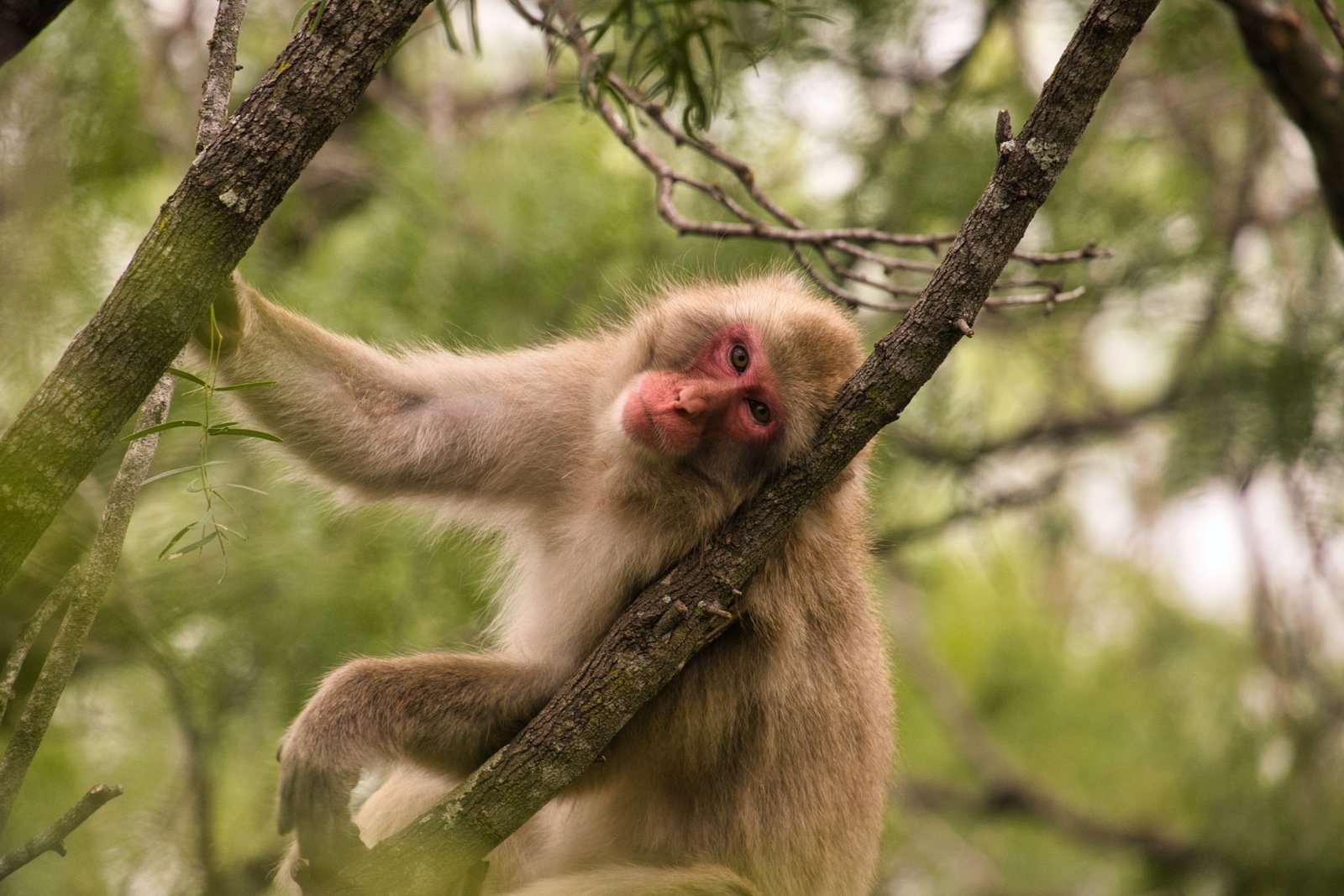 One of the macaques at a Texas sanctuary, where researchers ran tests to see if  the monkeys became germaphobes after experiencing a viral outbreak.