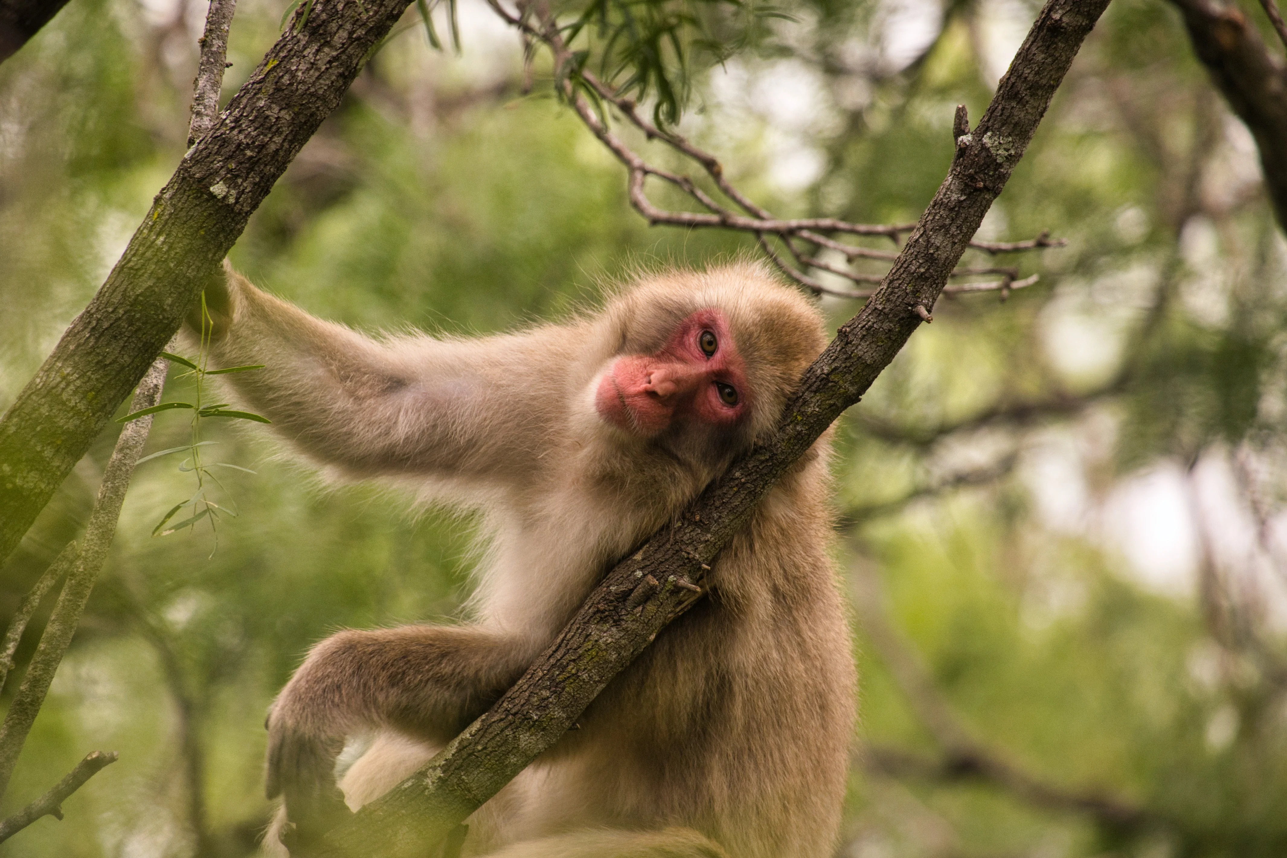 One of the macaques at a Texas sanctuary, where researchers ran tests to see if  the monkeys became germophobes after experiencing a viral outbreak.