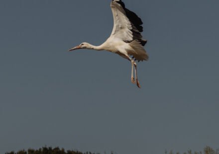 Does the Stork’s Return to Britain Restore History or Rewrite It?