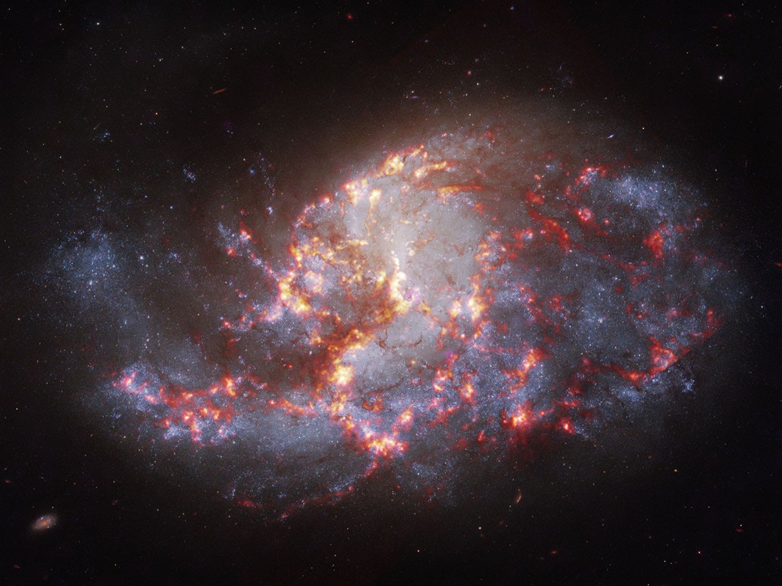 A barred spiral galaxy packed with regions where stars are actively forming. Chandra X-ray data (magenta) highlights stellar nurseries and X-ray binaries scattered along dusty spiral structures brought to life by Hubble optical (white and grey) and Webb infrared (orange and red) observations. Comparing multiwavelength data of barred spirals containing active star formation helps scientists map how local starbursts build up galactic mass over time.