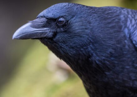 Crows can evaluate visual info twice as fast as mammals