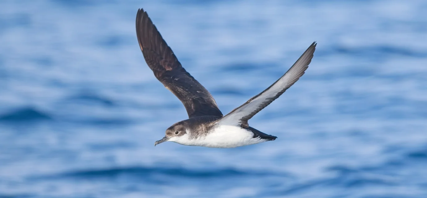 Even birds get jet lagged, study shows