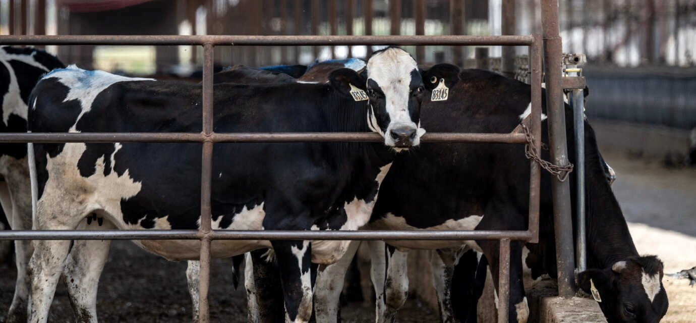 Farm country has beef with Trump as midterms approach