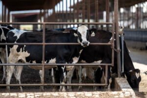 Farm country has beef with Trump as midterms approach