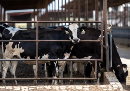 Farm country has beef with Trump as midterms approach