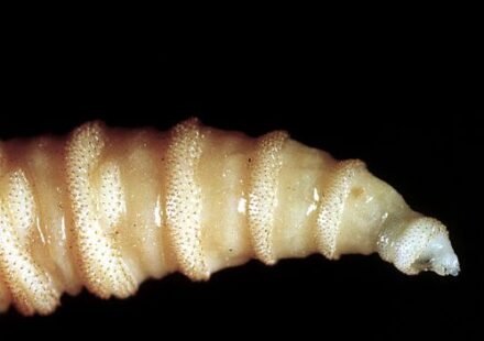 Flesh-eating screwworms are feasting on pets; 4 dogs and cat attacked this week