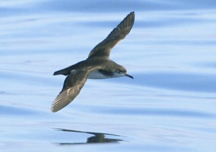 Seabirds racing home over the ocean can get jet-lagged