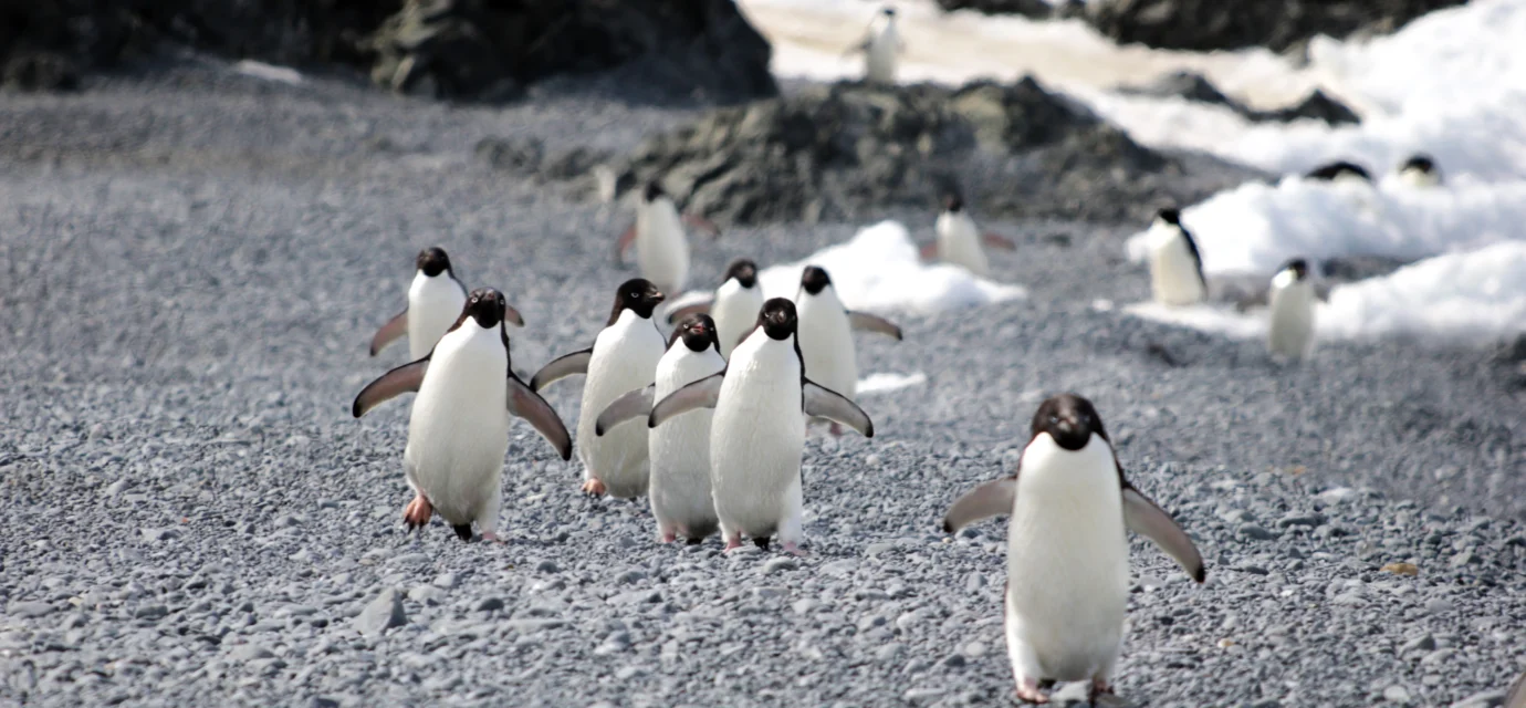 What killed 500-plus penguins? How scientists solved the mystery