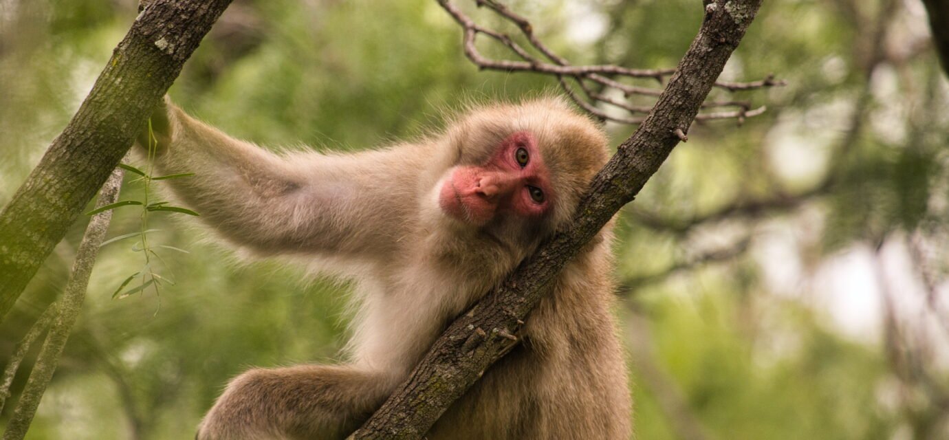Will a macaque eat a grape sitting on a pile of poo? A study on germaphobia