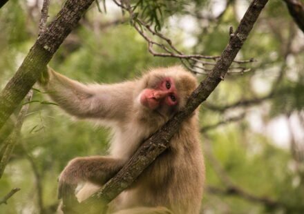 Will a macaque eat a grape sitting on a pile of poo? A study on germaphobia