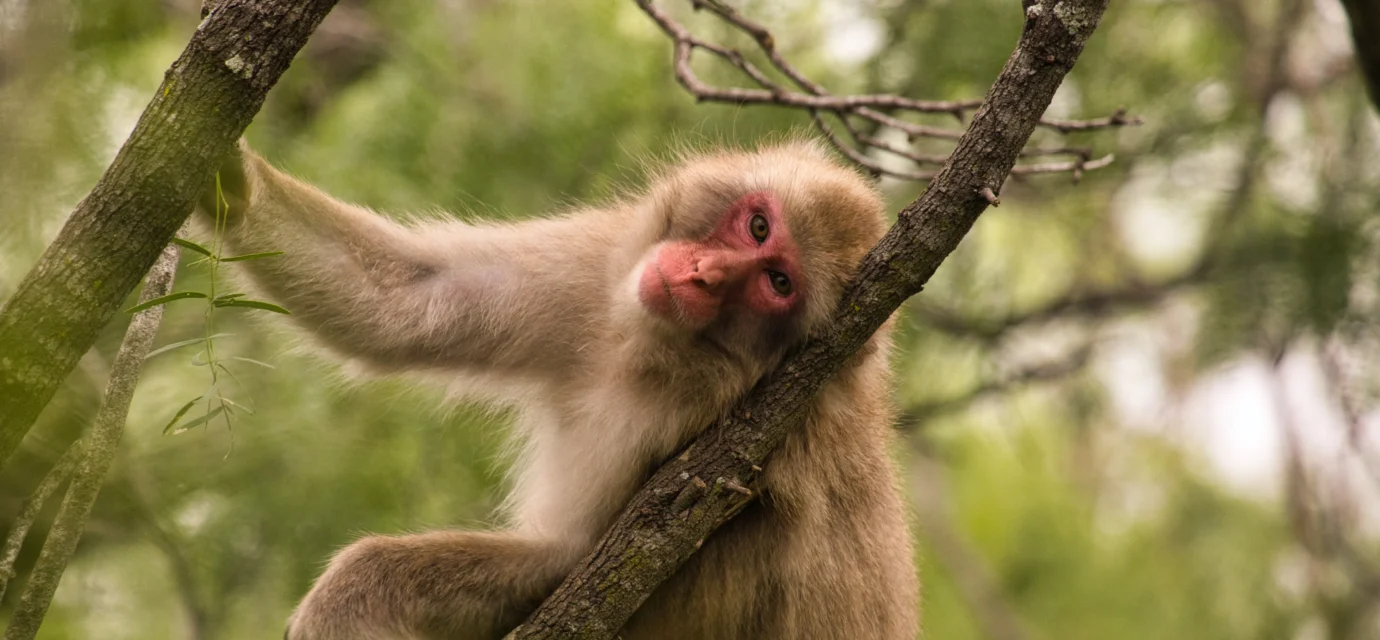 Will a macaque eat a grape sitting on a pile of poo? A study on germophobia
